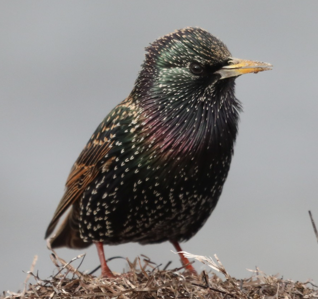 European Starling photo © Venkat Arumugam / Macaulay Library